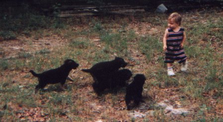 pups1.jpg (32742 bytes)